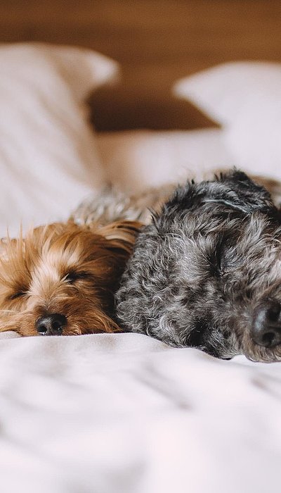 Hunde Willkommen in Oberfranken - ein schwarz-grauer und ein brauner Welpe liegen auf einem gemachten Hotelbett