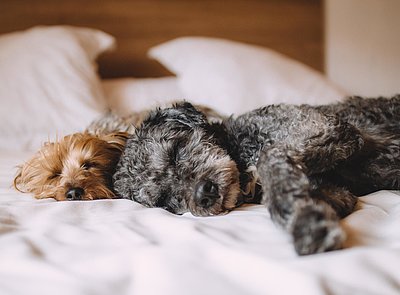 Hunde Willkommen im Fichtelgebirge - brauner und grau-schwarzer Welpe liegen auf einem gemachten Hotelbett