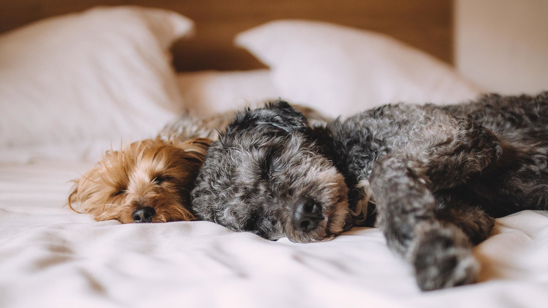 Hunde Willkommen in Oberbayern - brauner und grau-schwarzer Welpe liegen auf einem gemachten Hotelbett