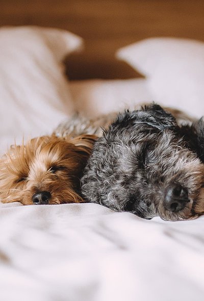 Hunde Willkommen in Franken - ein schwarz-grauer und ein brauner Welpe liegen auf einem gemachten Hotelbett