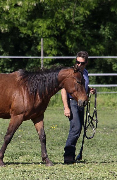 Urlaub auf dem Bauernhof in Ostbayern - Mann auf Reiterhof mit Pferd am Zügel