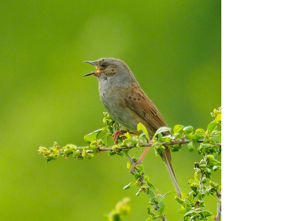 Vogelstimmen Im ÖBG