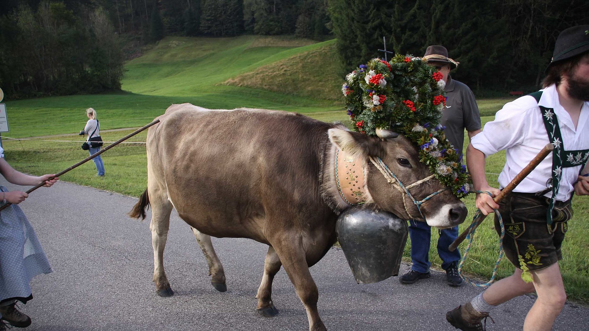 Urlaub auf dem Bauernhof in Mittelfranken - Kuh mit Kranz wird auf Weg geführt