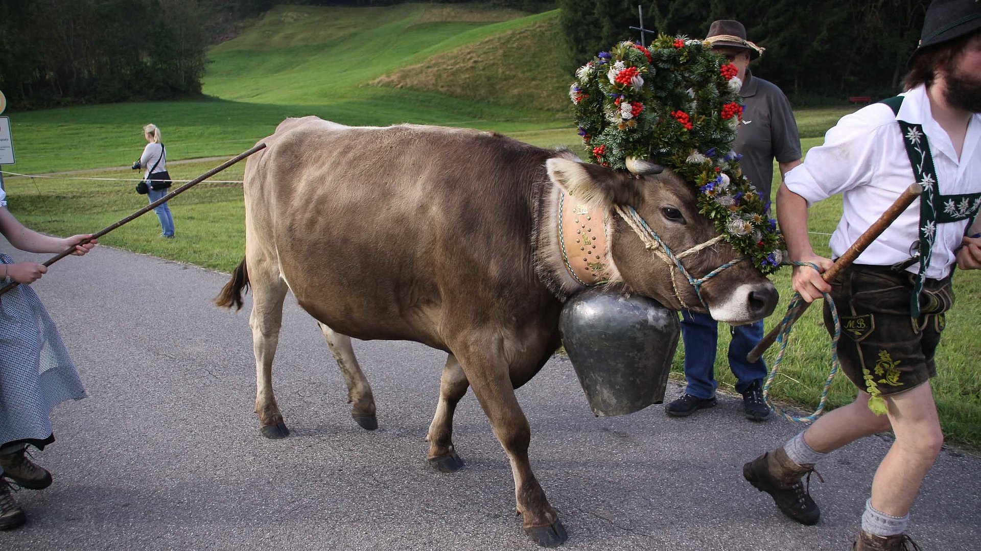 Urlaub auf dem Bauernhof in Franken - Kuh mit Kranz wird auf Weg geführt
