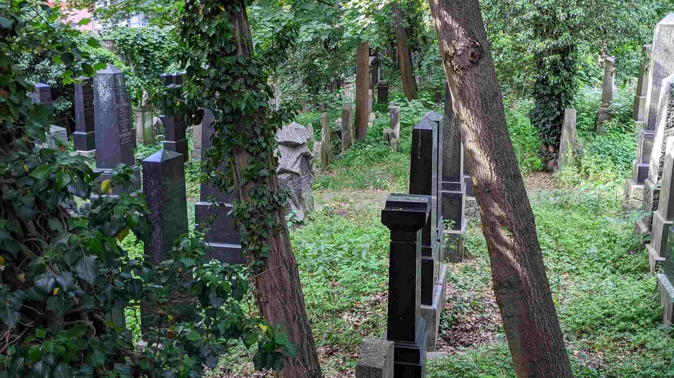 Grabsteine im alten jüdischen Friedhof Fürth inmitten wilder Vegetation