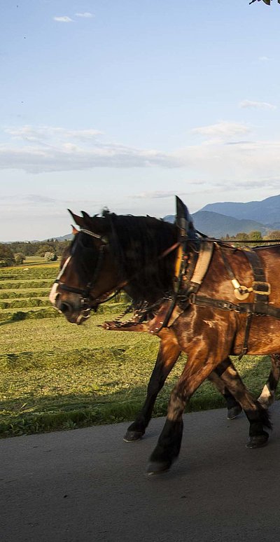 Reiten und Reiturlaub in Oberfranken - Gruppe Touristen auf Pferdekutsche in ländlicher Umgebung