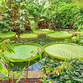 Ökologisch-Botanischer Garten Gewächshaus
