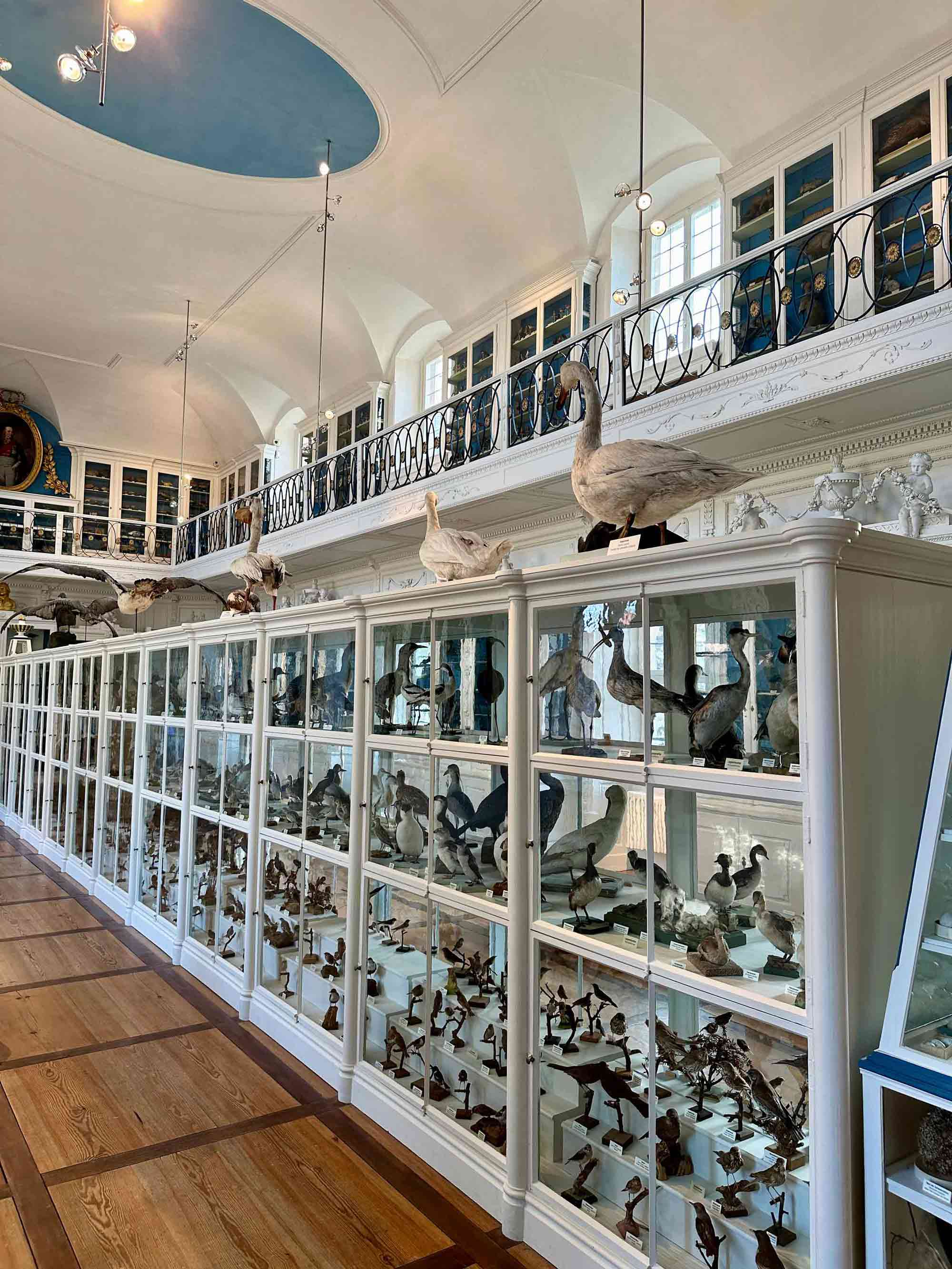 Faszinierende Vogelvielfalt: Ein Streifzug durch den Vogelsaal des Naturkundemuseums Bamberg