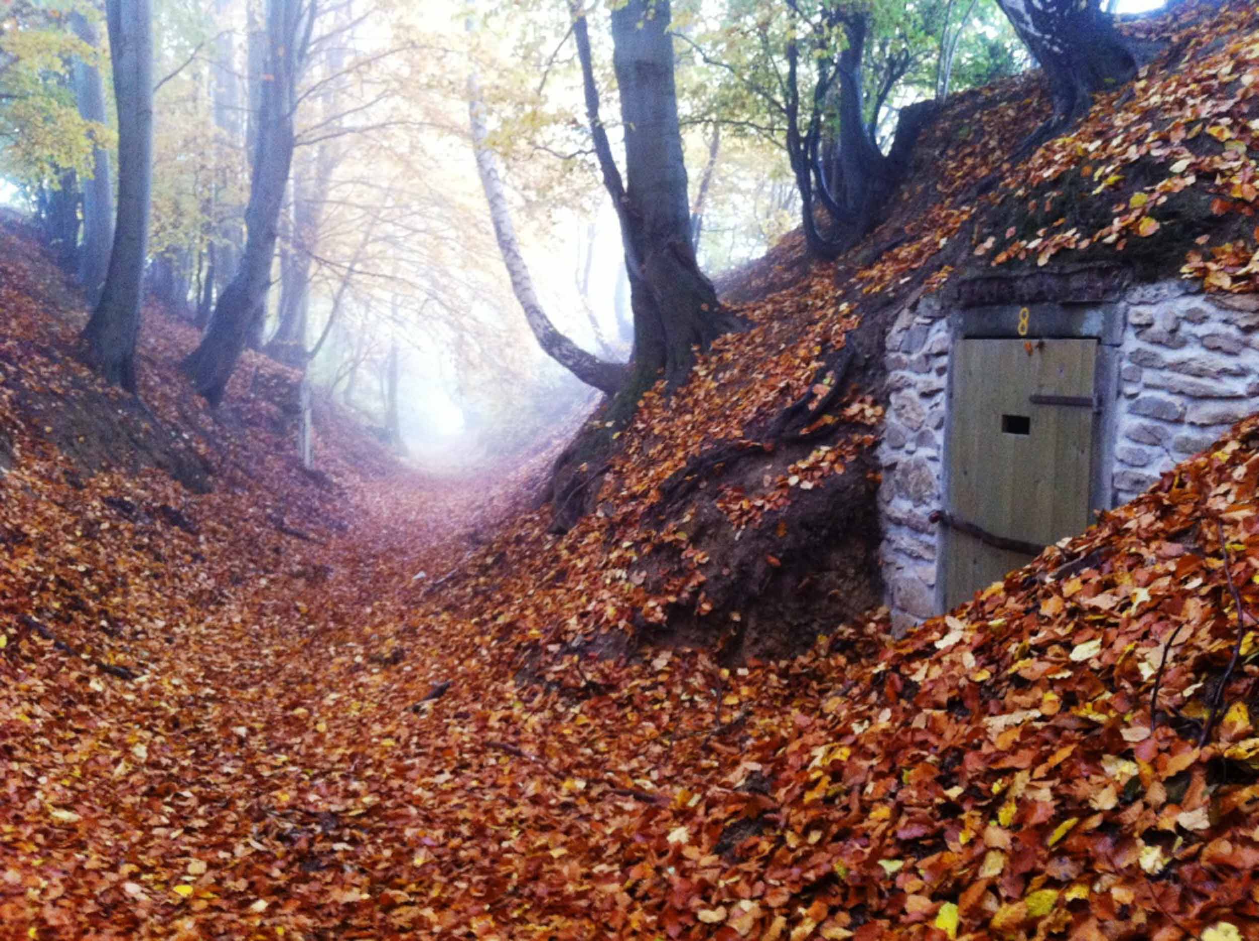Impressionen aus der Umgebung - Herbst Wald
