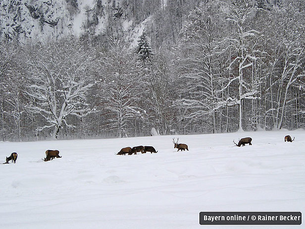 Tiergehege und Wildparks im Oberallgäu