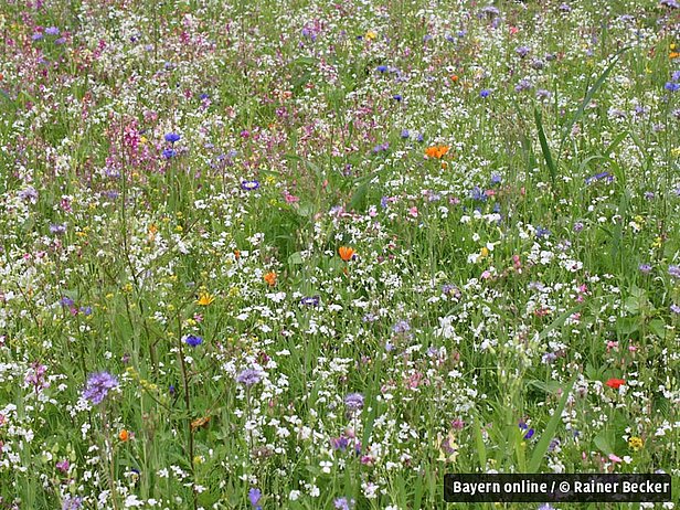 Natur in Sonthofen im Allgäu