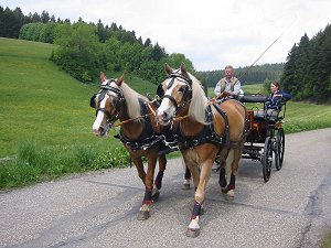 Kutschfahrt in Berg im Frankenwald
