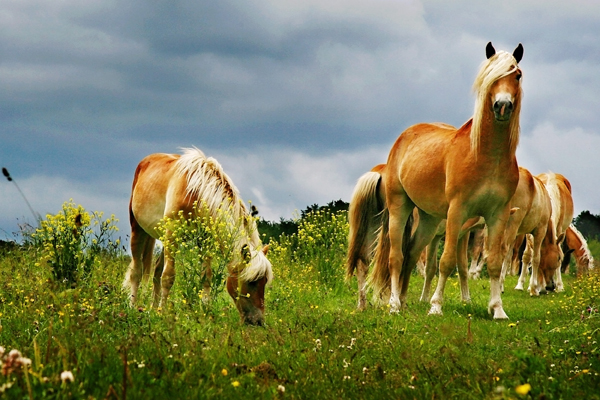 Reiten in Reit im Winkl Reiten in Reit im Winkl