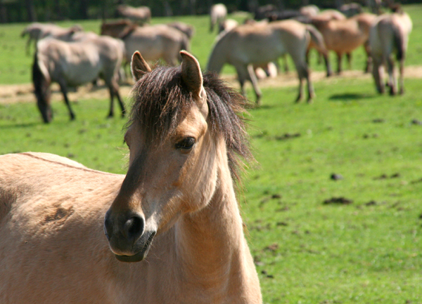 Reiten in Engelsberg im Chiemgau Reiten in Engelsberg im Chiemgau